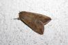 Mythimna unipuncta